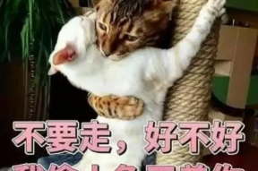 我不看偷瞄表情包,揭秘偷瞄表情包背后的趣味与智慧