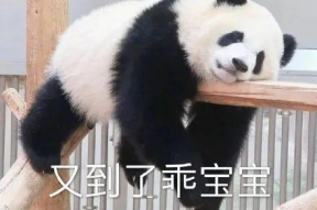 熊猫火鸡面表情包,萌态可掬的美食狂欢